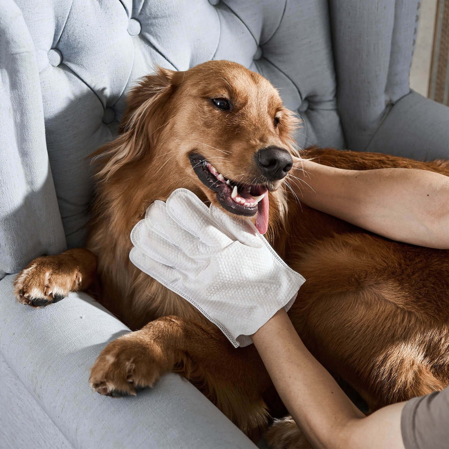 Summer Solstice Flash Sale!🔥odor-removing Pet Grooming Gloves – Summ… – Fast &